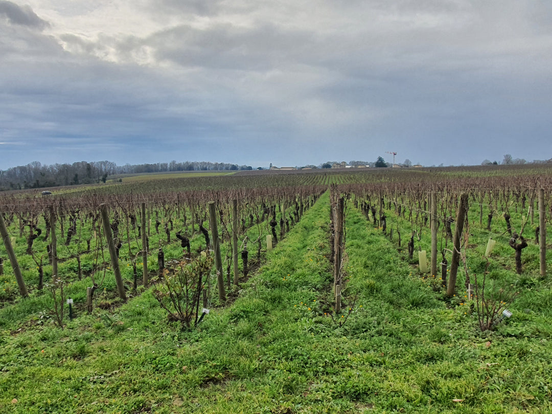 Weinberge Château Destieux – alte Rebstöcke auf kalkhaltigen Böden des Plateaus von Saint-Émilion, Grundlage für elegante Grand Crus.