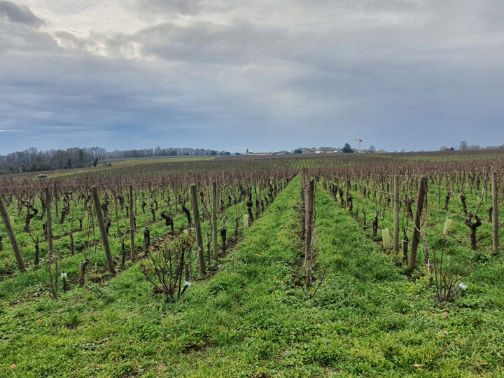 Weinberge Château Destieux – alte Rebstöcke auf kalkhaltigen Böden des Plateaus von Saint-Émilion, Grundlage für elegante Grand Crus.