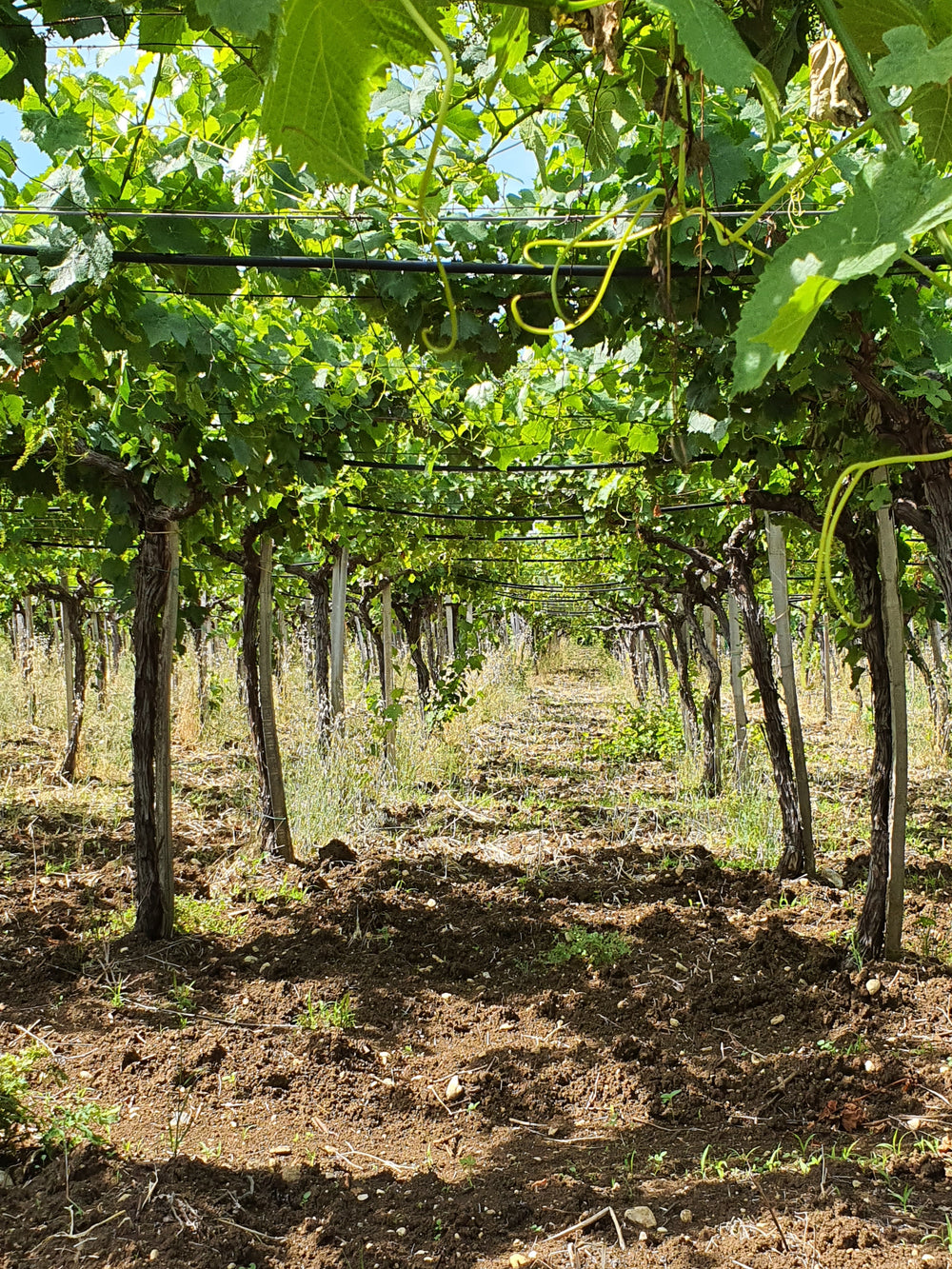 Weinberge der Tenuta Ulisse mit traditioneller Pergola-Erziehung in den Abruzzen.
